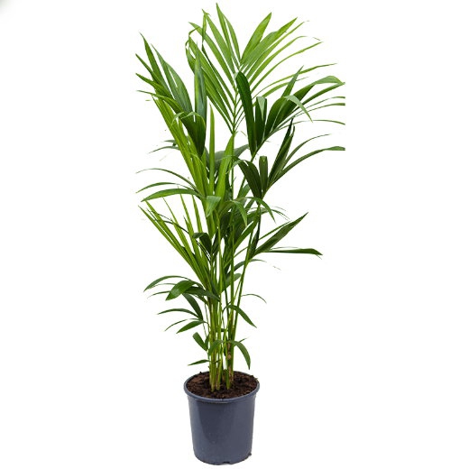 Živé květiny - Kentia Howea 5pp Forsteriana 21x120cm