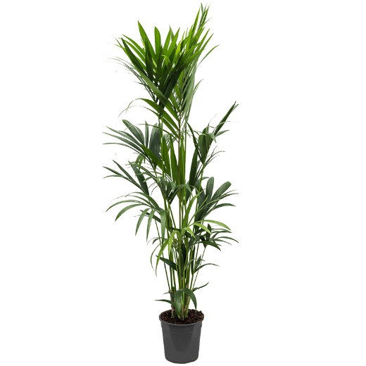 Živé květiny - Kentia Howea 6pp Forsteriana 24x180cm