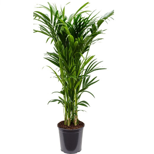 Živé květiny - Kentia Howea 12pp Forsteriana 30x160cm