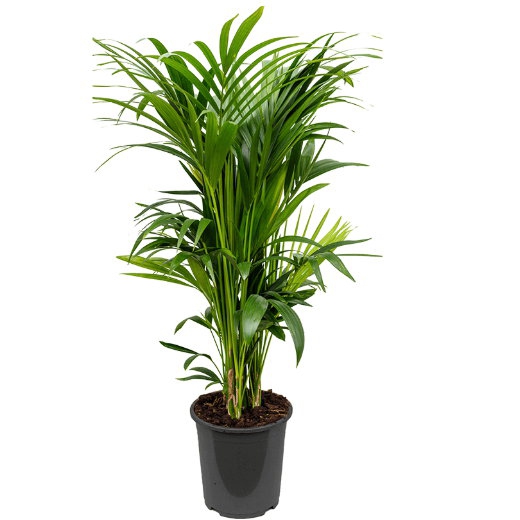 Živé květiny - Kentia Howea 14pp Forsteriana 27x120cm