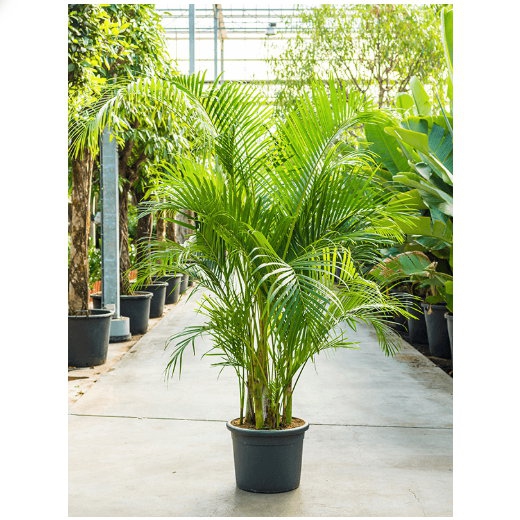 Živé květiny - Areca Lutescens (chrysalidocarpus) 40x210cm