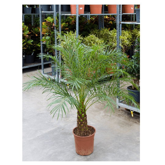 Živé květiny - Phoenix roebelenii 27x130cm