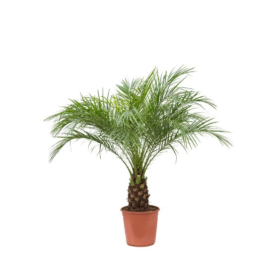 Živé květiny - Phoenix roebelenii 24x90cm