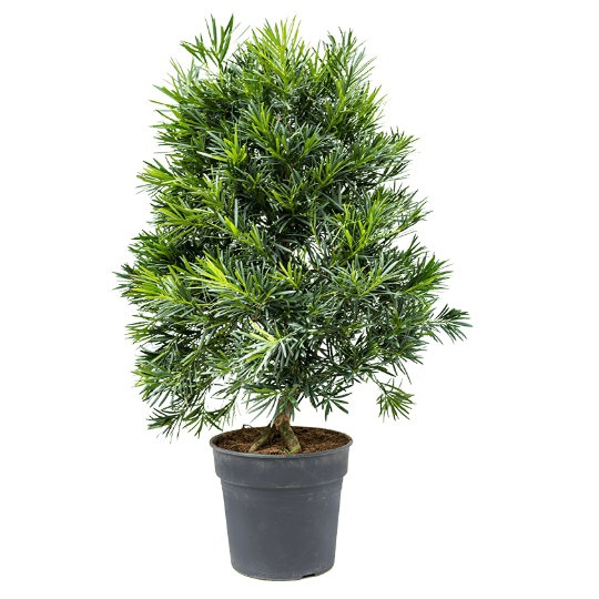 Živé květiny - Podocarpus macrophyllus 30x100cm