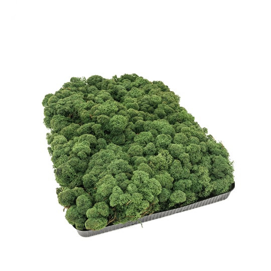 Zelené stěny - Stabilizovaný mech Island tmavě zelený 2kg-0,25m2