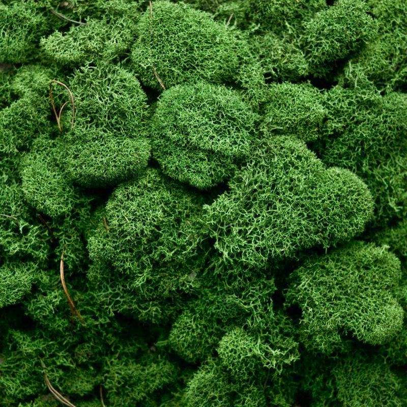 Zelené stěny - Stabilizovaný mech Island přirozeně zelený 4kg-0,5m2
