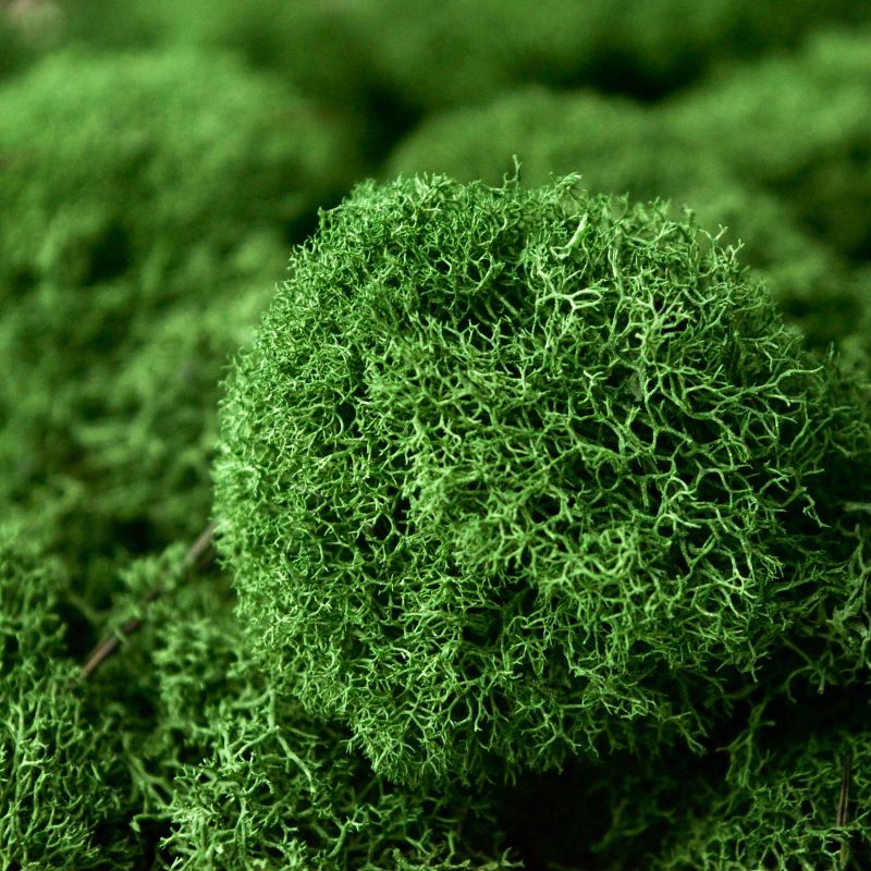 Zelené stěny - Stabilizovaný mech Island přirozeně zelený 2kg-0,25m2