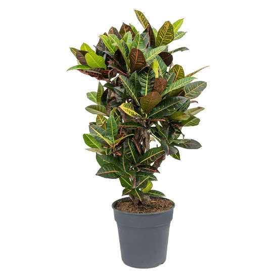 Živé květiny - Croton Petra (codiaeum) 27x105cm