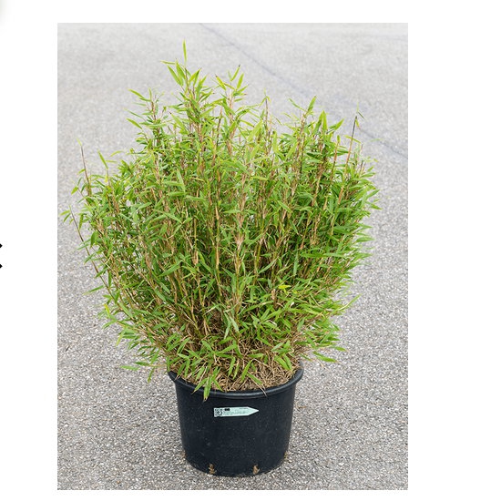 Živé květiny - Fargesia murieliae bimbo 40x100cm