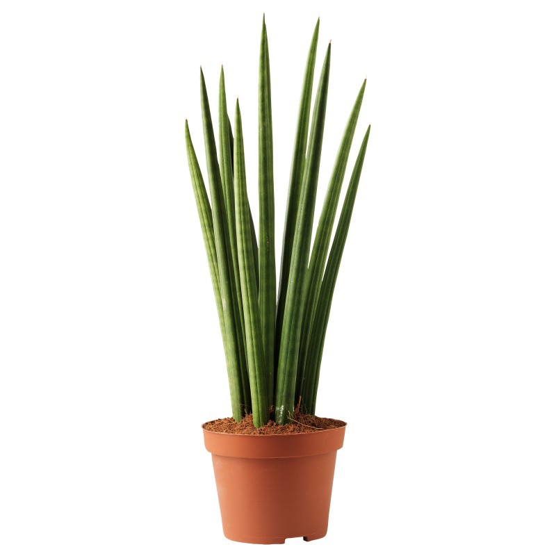Živé květiny - Sansevieria Spikes 12x40cm