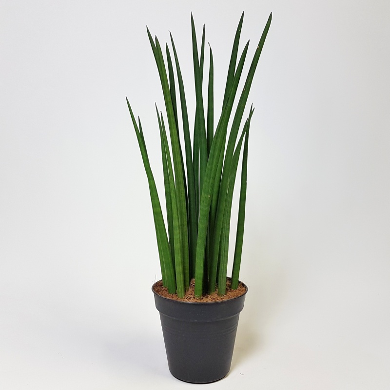 Živé květiny - Sansevieria Spikes 19x70cm