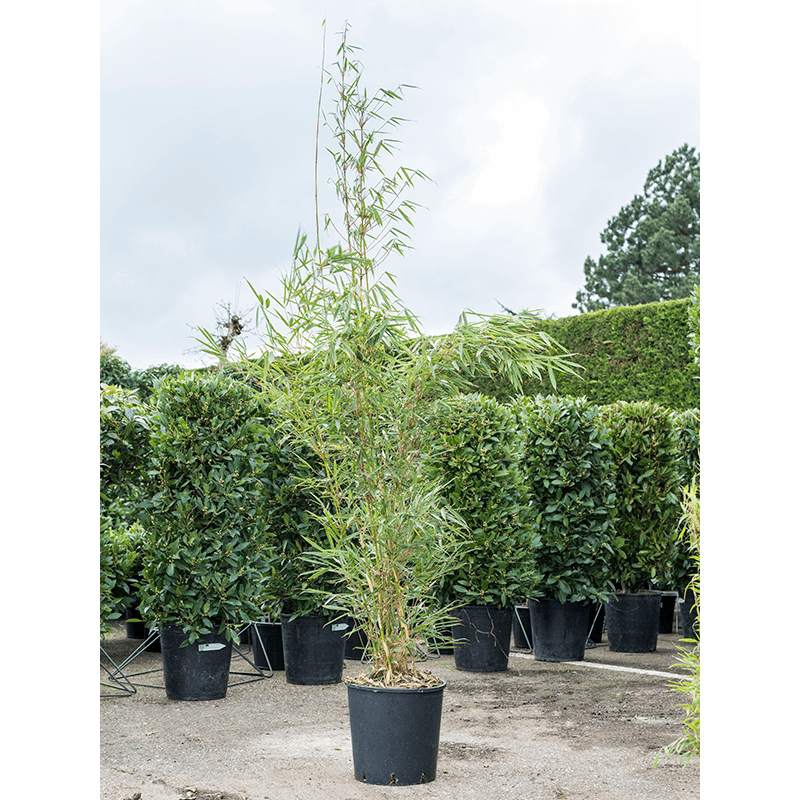 Živé květiny - Fargesia robusta campbell 32x200cm