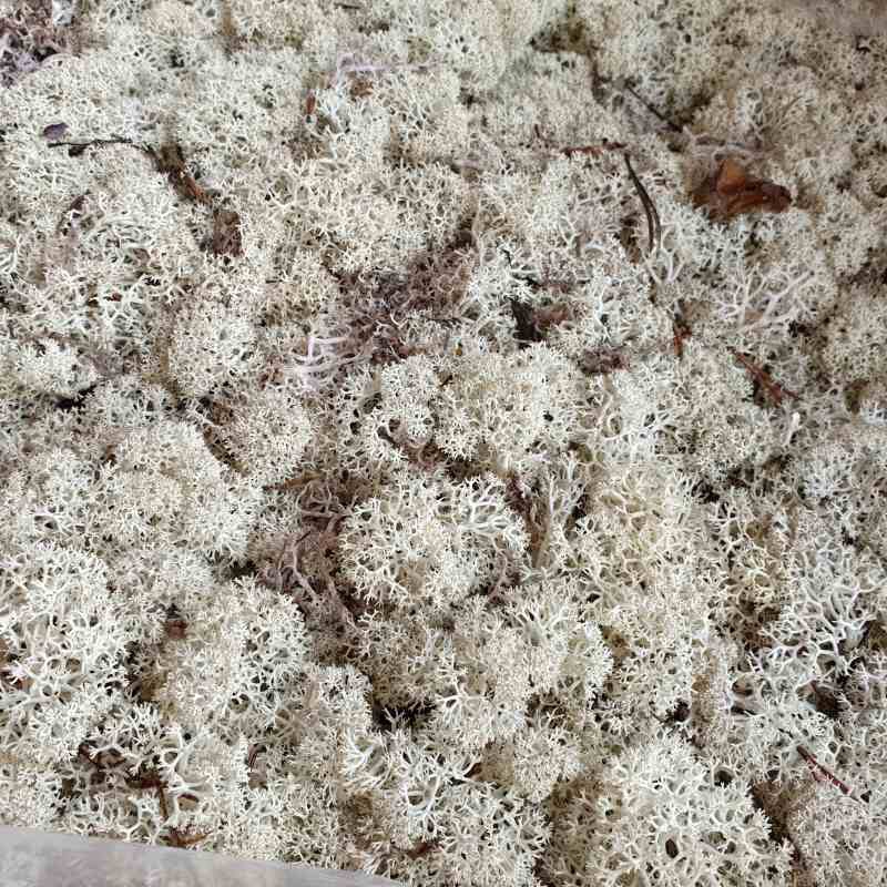 Zelené stěny - Stabilizovaný mech Island natural 2kg-0,25m2