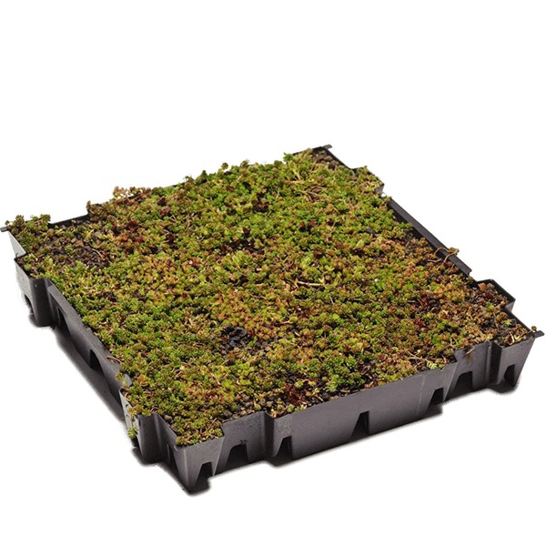 Živé květiny - Sedum Tray Green 49x49cm