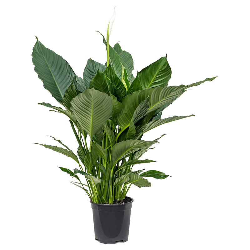 Živé květiny - Spathiphyllum alfetta 19x90cm