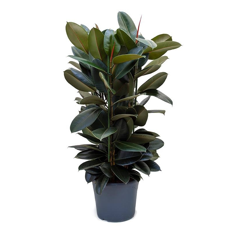 Živé květiny - Ficus Elastica 31x120cm