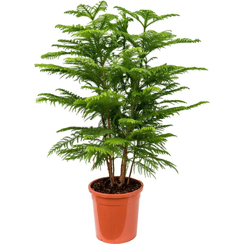 Živé květiny - Araucaria Heterophylla 30x120cm