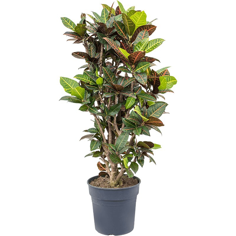 Živé květiny - Croton Petra (codiaeum) 30x125cm