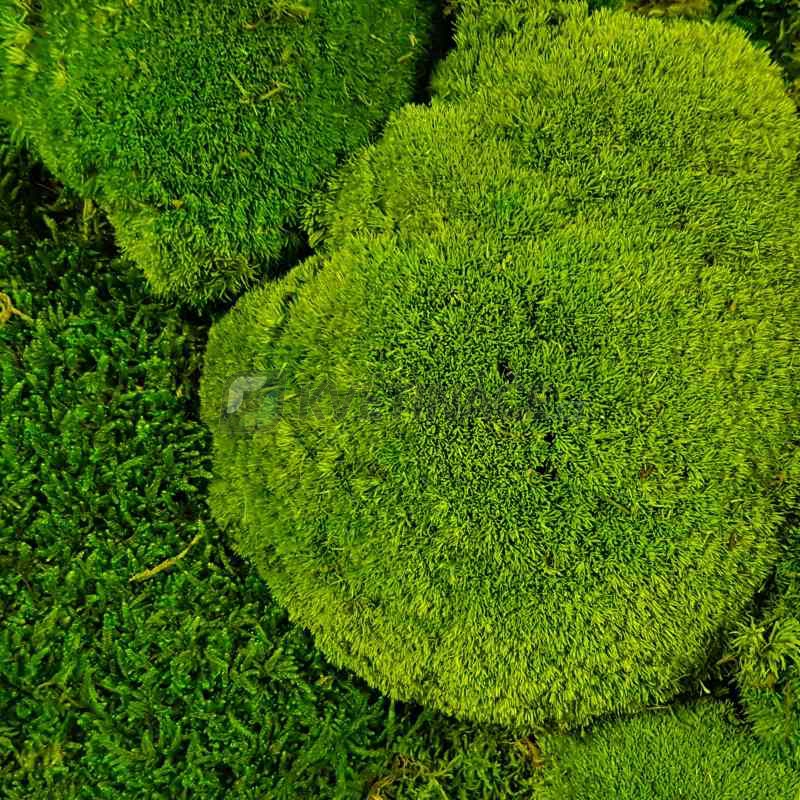 Zelené stěny - Stabilizovaný mech Ball moss volně 0,5 m2