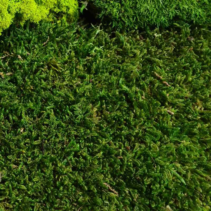 Zelené stěny - Stabilizovaný mech Flat moss volně 25x25 cm