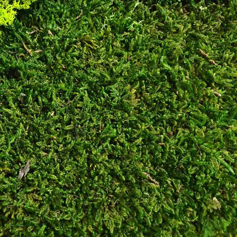 Zelené stěny - Stabilizovaný mech Flat moss volně 3,2 m2