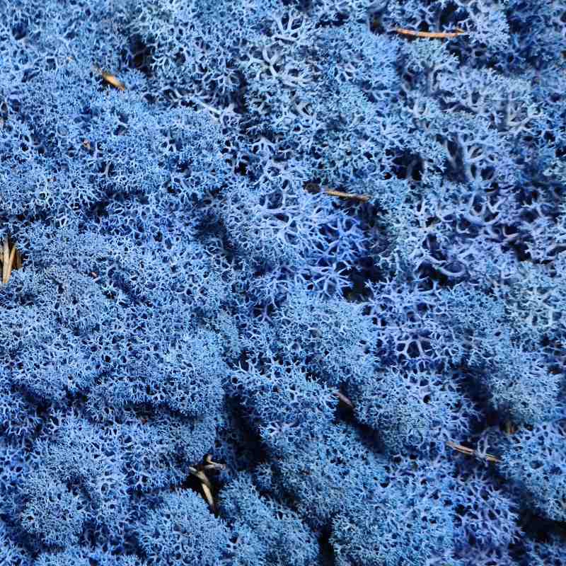 Zelené stěny - Stabilizovaný Norský mech Royal Blue 500g