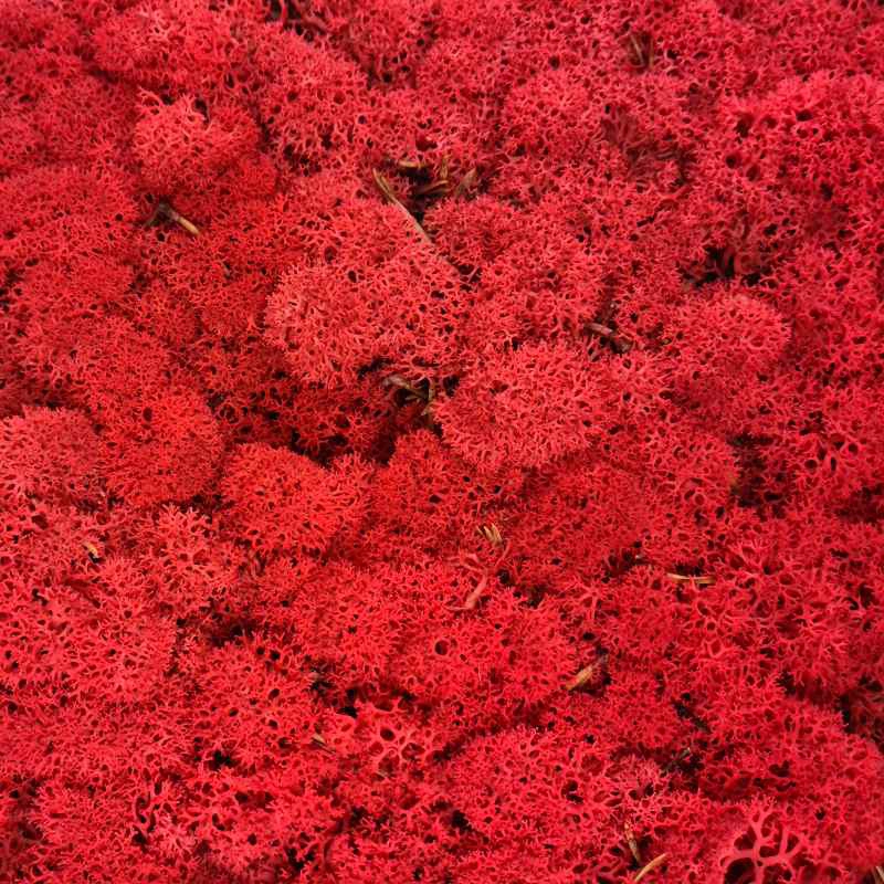 Zelené stěny - Stabilizovaný Norský mech Red 500g