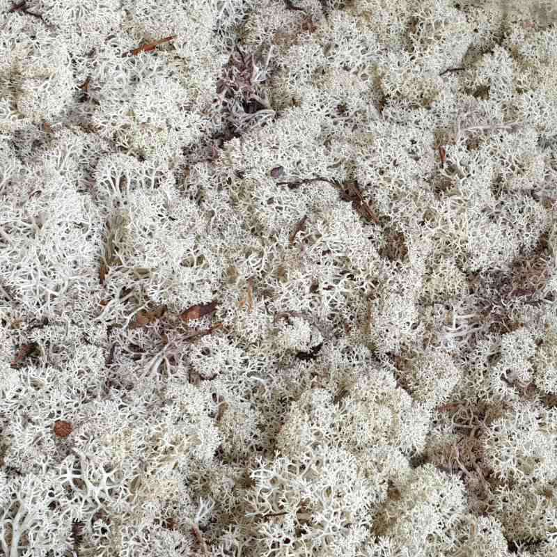 Zelené stěny - Stabilizovaný mech Island natural 500g