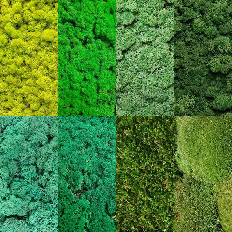 Zelené stěny - Vzorník zelených stabilizovaných mechů