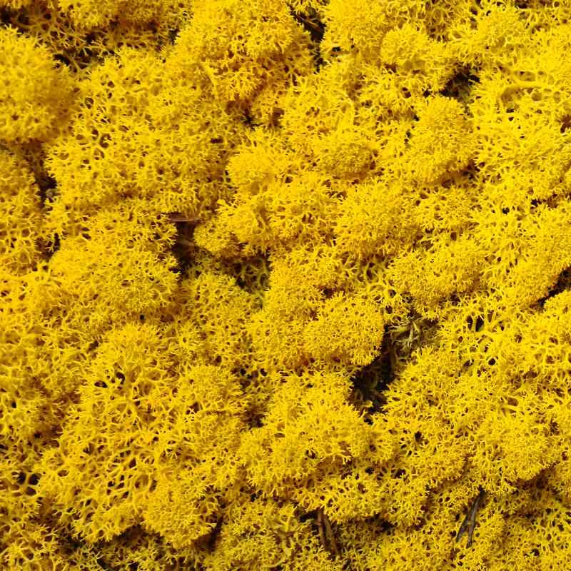 Zelené stěny - Stabilizovaný Norský mech žlutý 500g