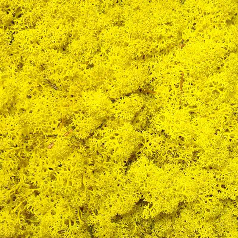 Zelené stěny - Stabilizovaný Norský mech Lemon Yellow 500g