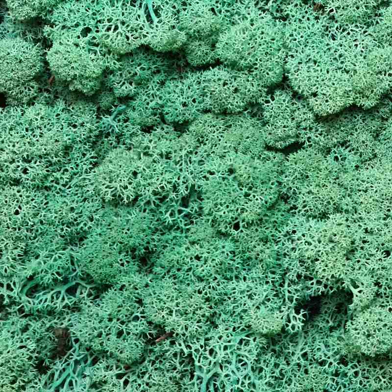 Zelené stěny - Stabilizovaný Norský mech Pacific Green 500g