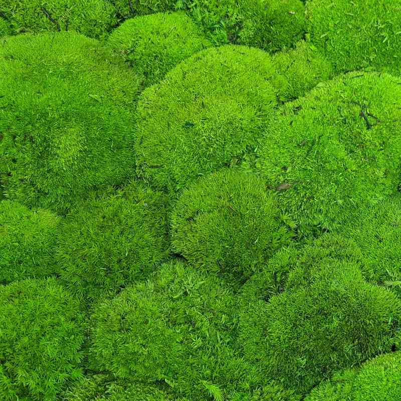 Zelené stěny - Stabilizovaný mech Ball premium světlý 1 m2