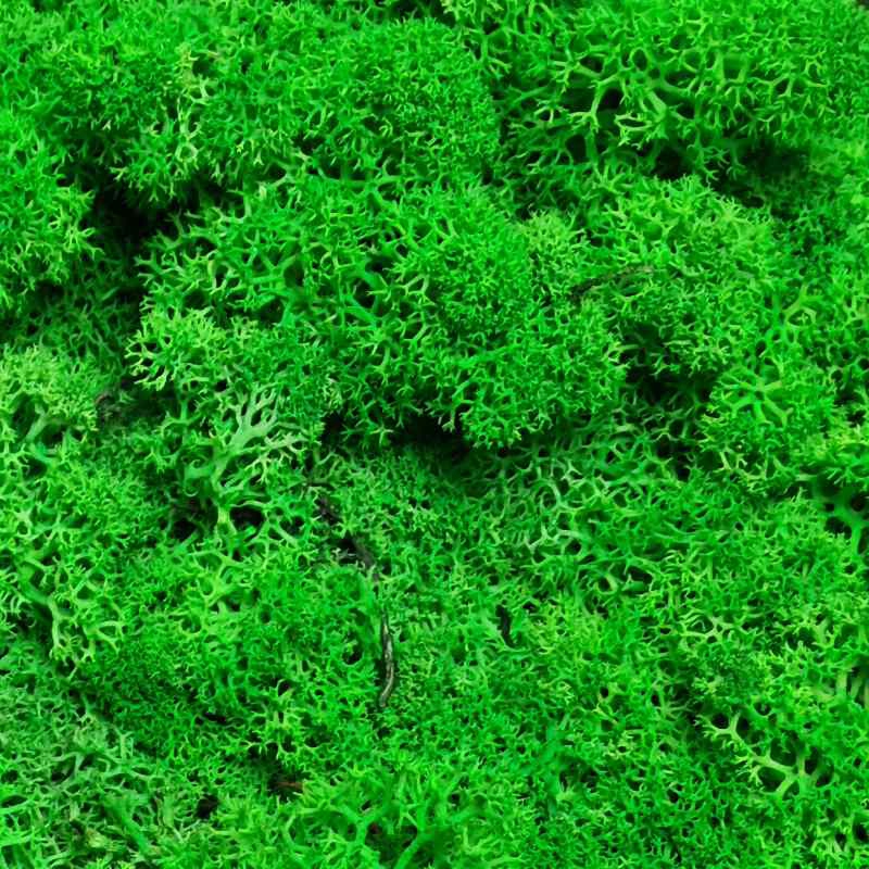 Zelené stěny - Stabilizovaný mech Norský Light Green 500g