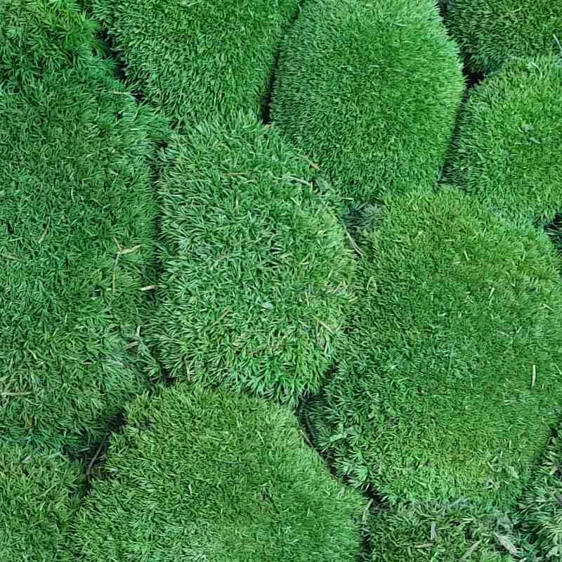 Zelené stěny - Stabilizovaný mech Ball premium tmavý 25x25cm