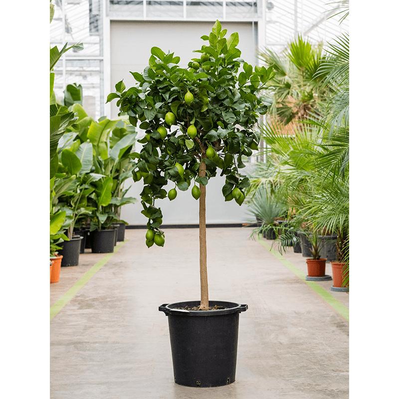 Živé květiny - Citrus lemon 38x160cm