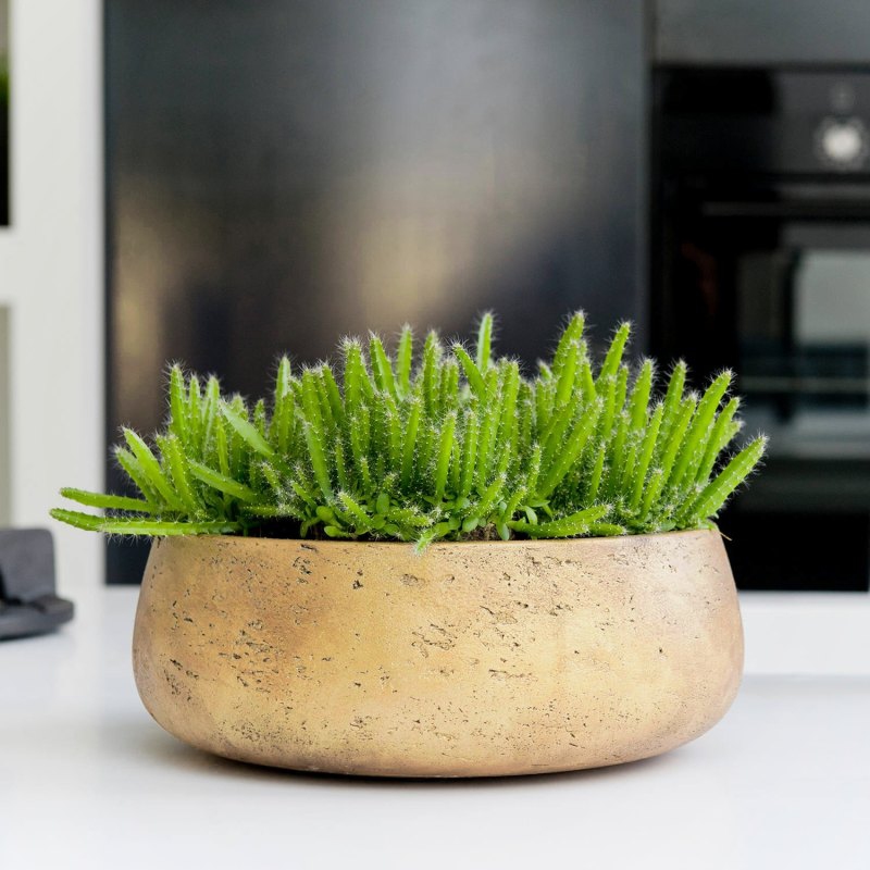 Ostatní květináče - Eco-line Bonsai mísa Gold 35x13cm