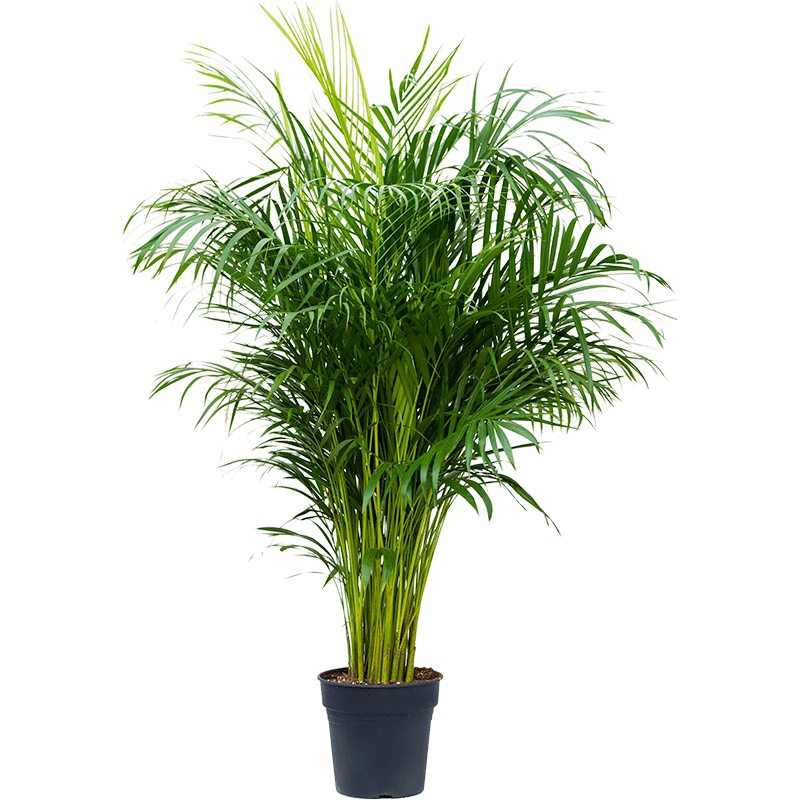 Živé květiny - Areca Lutescens (chrysalidocarpus) 24x130cm