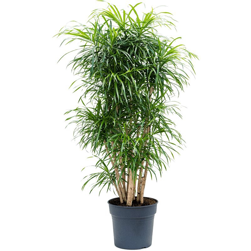 Živé květiny - Pleomele Anita 34x160cm