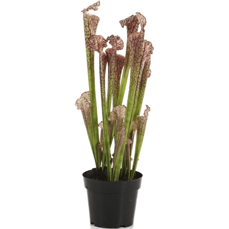 Umělé květiny - Umělá Sarracenia Brown 65cm