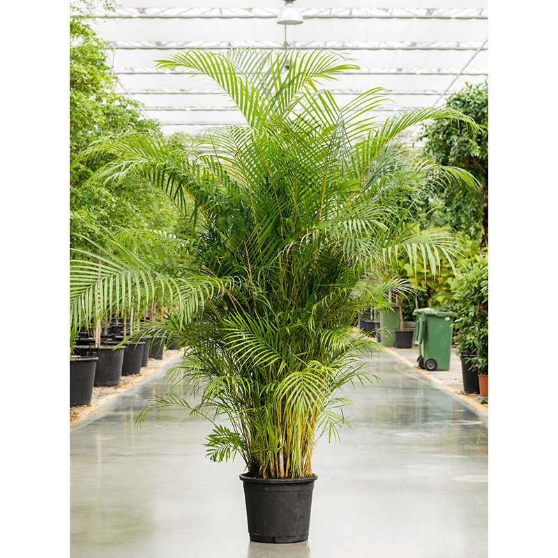 Živé květiny - Areca Lutescens 45x250cm