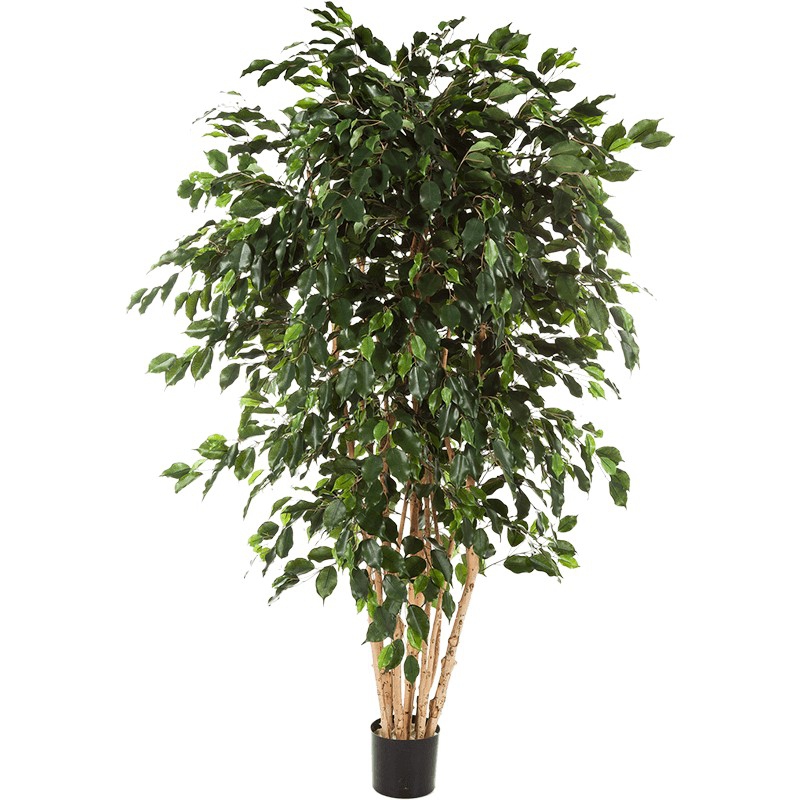 Umělé květiny - Umělý fíkus exotika 210cm