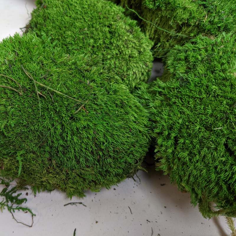 Zelené stěny - Stabilizovaný mech Ball moss Spring volně 20x20 cm