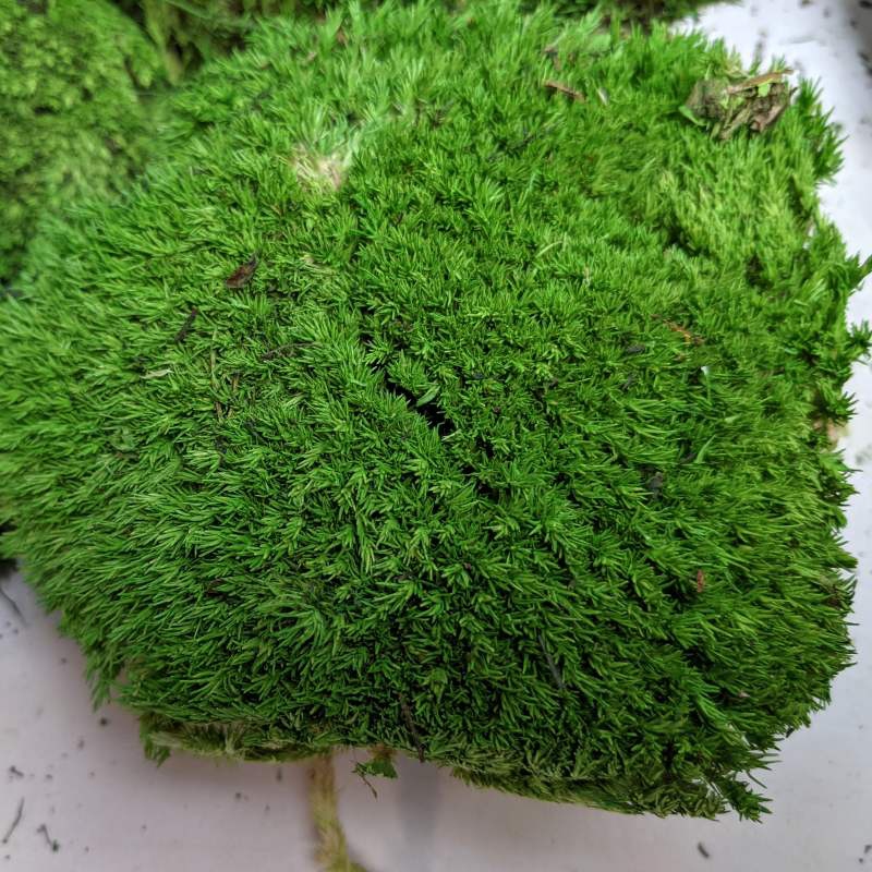 Zelené stěny - Stabilizovaný mech Ball moss Spring volně 25x25 cm