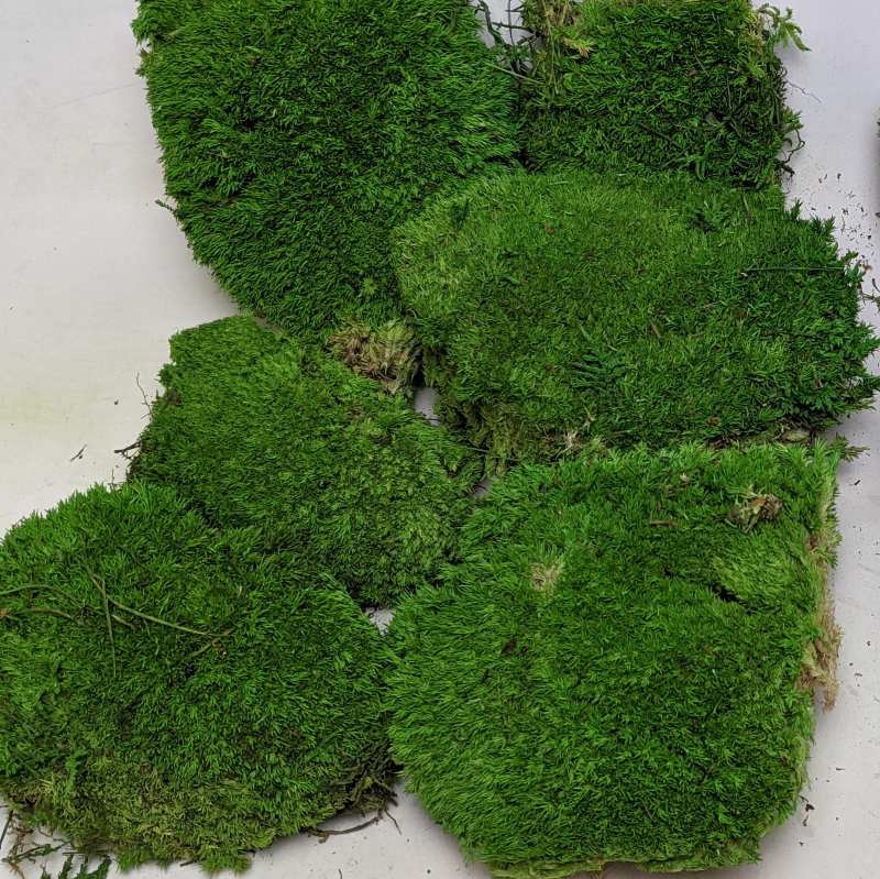 Zelené stěny - Stabilizovaný mech Ball moss Spring volně 0,5 m2