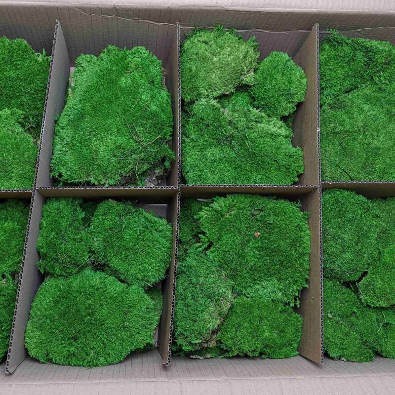 Zelené stěny - Stabilizovaný mech Ball moss Spring volně 1 m2