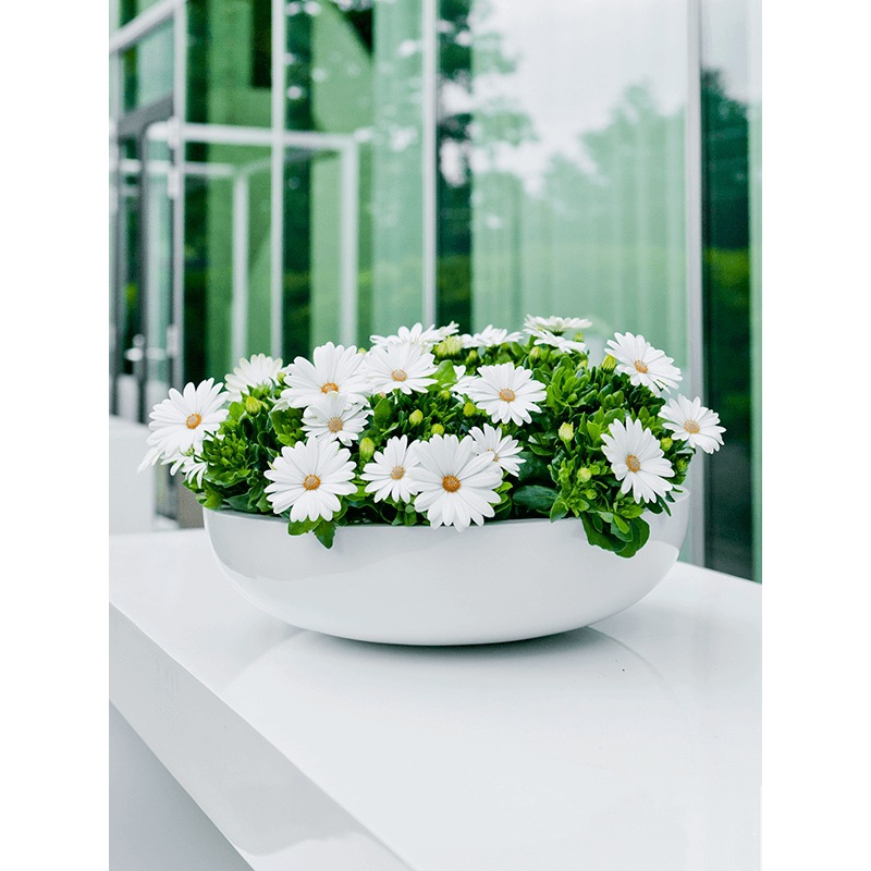 Venkovní květináče - Fiberstone Monique L bílá lesklá 44x12cm