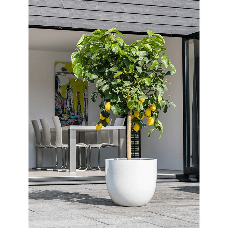 Keramické květináče - White Couple Extra 58x50cm