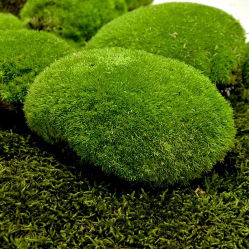 Zelené stěny - Stabilizovaný mech Ball Moss Light Green Box 0,7 m2