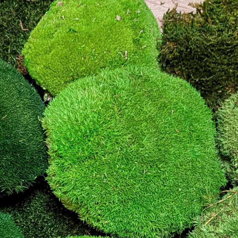 Zelené stěny - Stabilizovaný mech Ball Moss Light Green 20x20cm